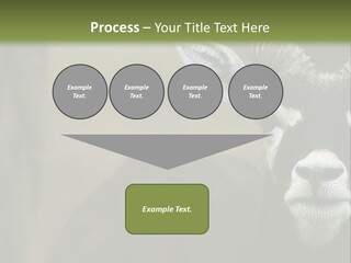 A Goat Standing Next To A Tree In A Field PowerPoint Template