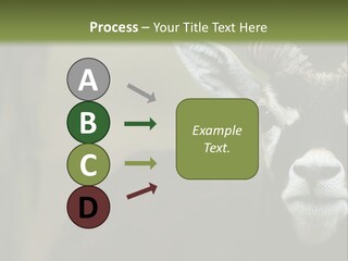 A Goat Standing Next To A Tree In A Field PowerPoint Template