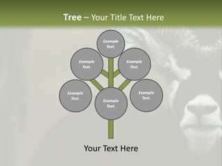 A Goat Standing Next To A Tree In A Field PowerPoint Template