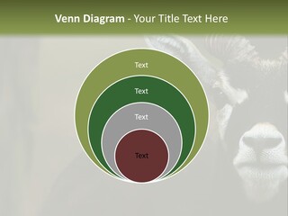 A Goat Standing Next To A Tree In A Field PowerPoint Template