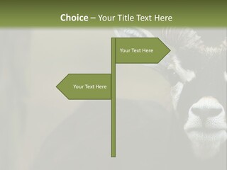 A Goat Standing Next To A Tree In A Field PowerPoint Template