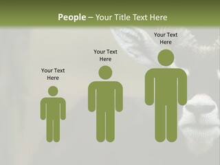 A Goat Standing Next To A Tree In A Field PowerPoint Template