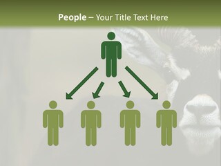 A Goat Standing Next To A Tree In A Field PowerPoint Template