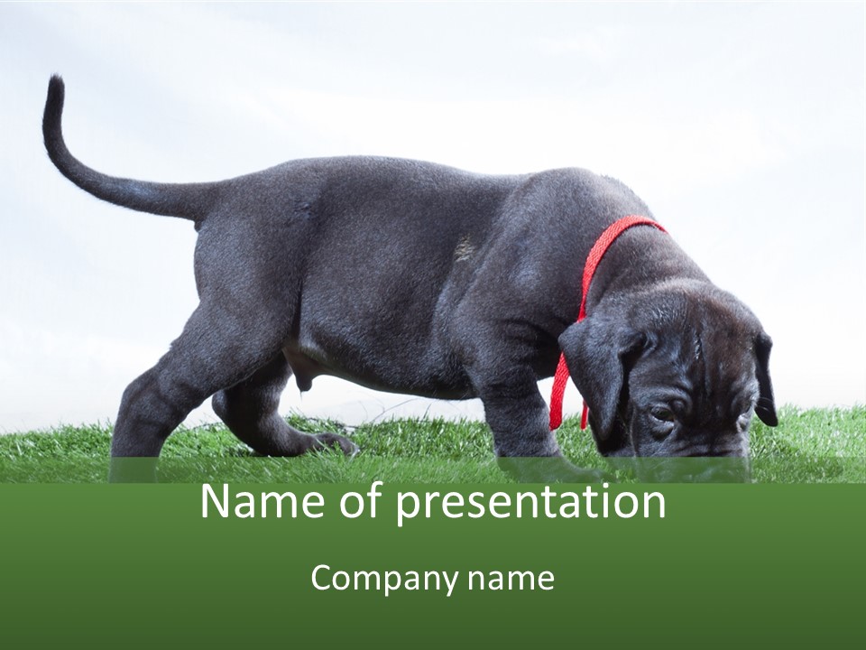 A Black Dog With A Red Collar Is Sniffing The Grass PowerPoint Template