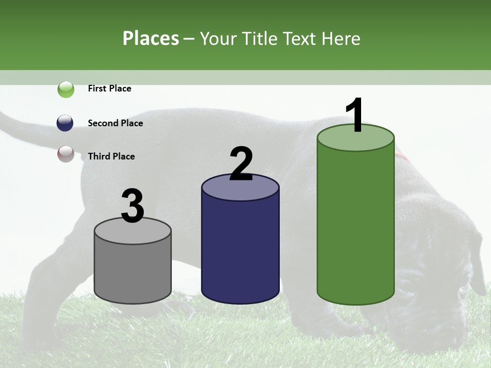 A Black Dog With A Red Collar Is Sniffing The Grass PowerPoint Template