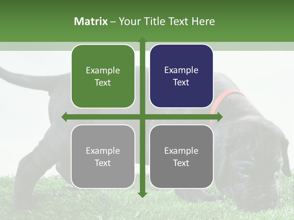 A Black Dog With A Red Collar Is Sniffing The Grass PowerPoint Template