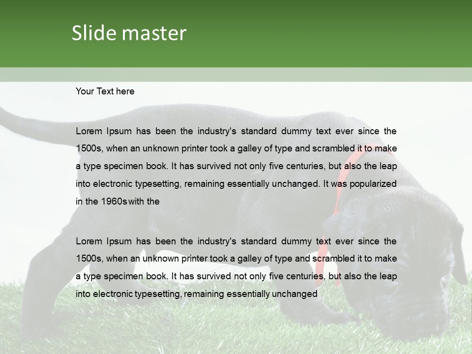 A Black Dog With A Red Collar Is Sniffing The Grass PowerPoint Template