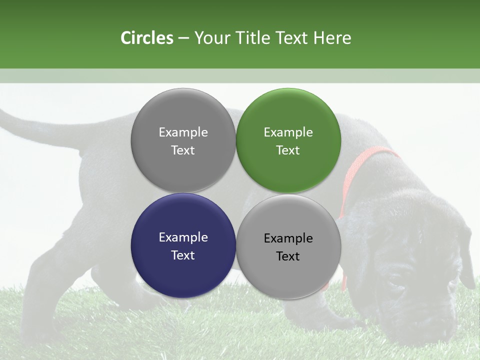 A Black Dog With A Red Collar Is Sniffing The Grass PowerPoint Template