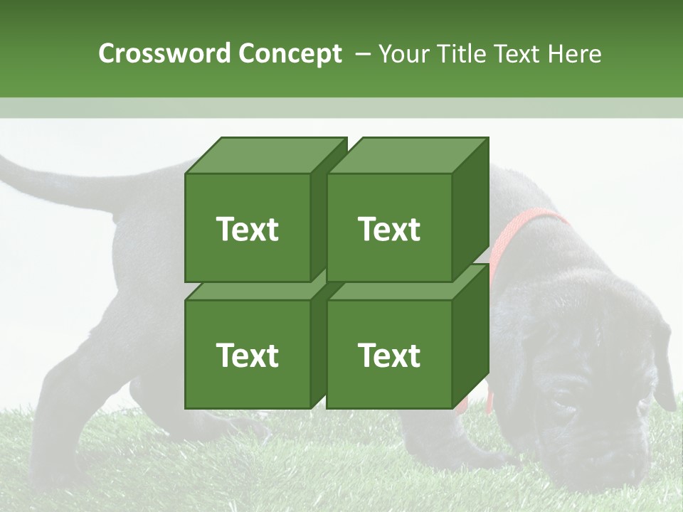 A Black Dog With A Red Collar Is Sniffing The Grass PowerPoint Template