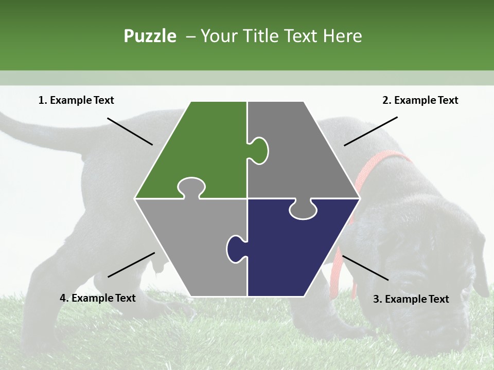 A Black Dog With A Red Collar Is Sniffing The Grass PowerPoint Template