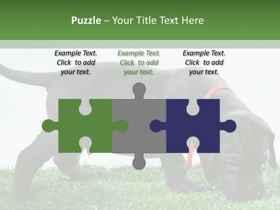 A Black Dog With A Red Collar Is Sniffing The Grass PowerPoint Template