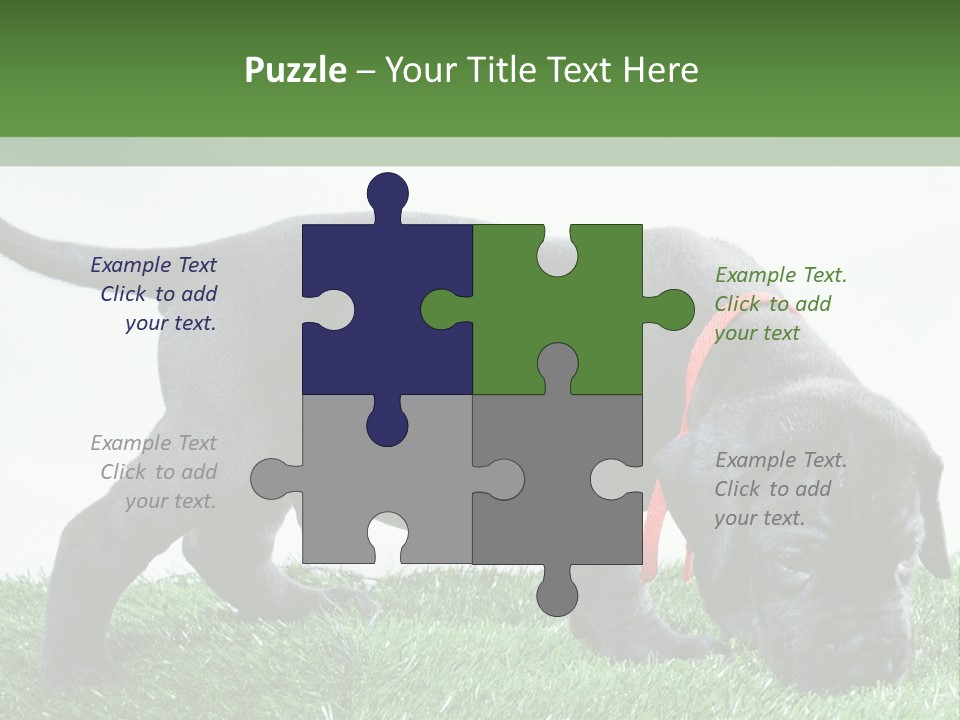 A Black Dog With A Red Collar Is Sniffing The Grass PowerPoint Template