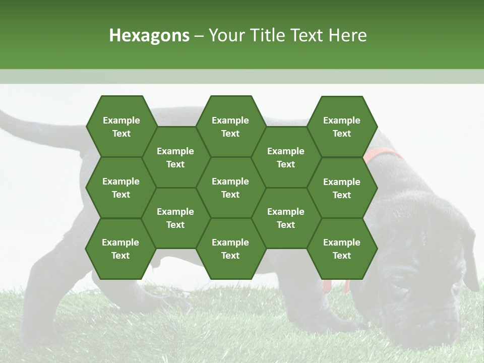 A Black Dog With A Red Collar Is Sniffing The Grass PowerPoint Template