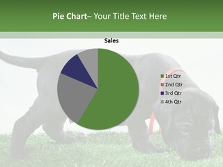 A Black Dog With A Red Collar Is Sniffing The Grass PowerPoint Template