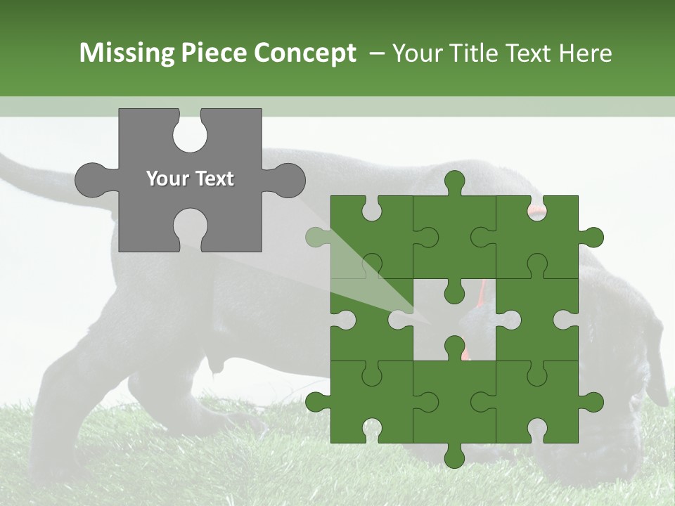 A Black Dog With A Red Collar Is Sniffing The Grass PowerPoint Template