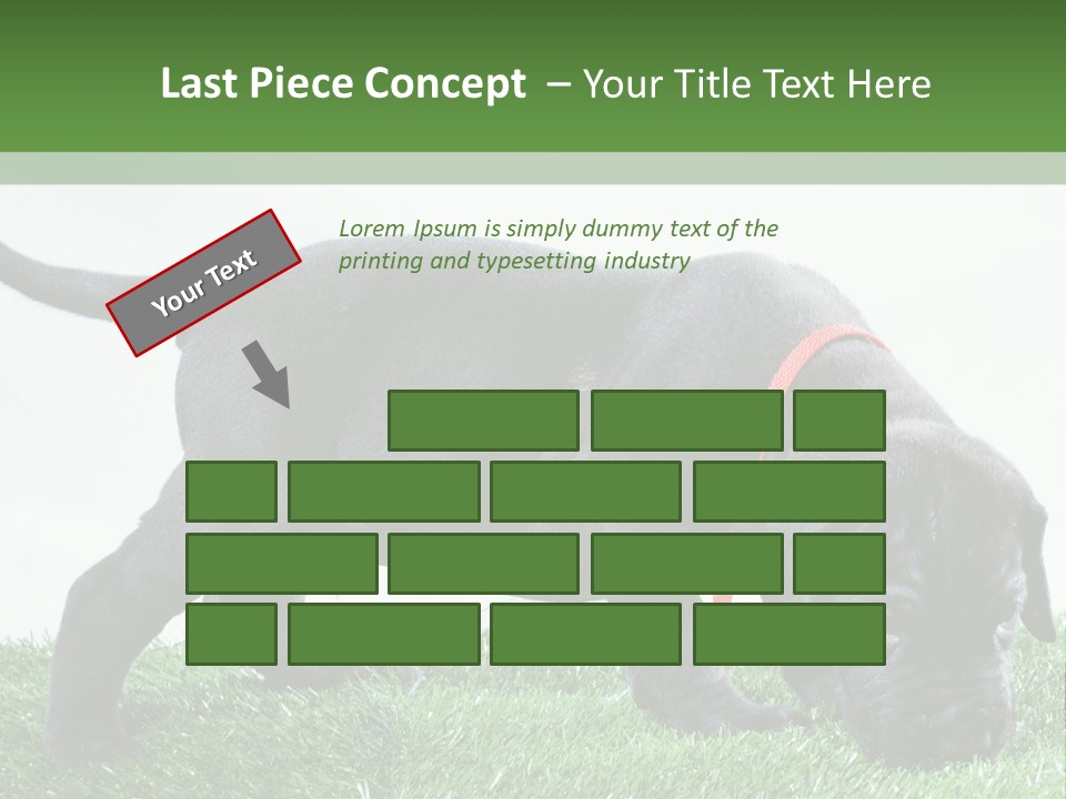 A Black Dog With A Red Collar Is Sniffing The Grass PowerPoint Template