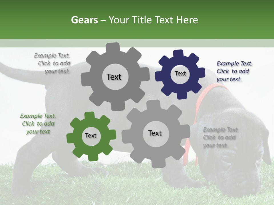 A Black Dog With A Red Collar Is Sniffing The Grass PowerPoint Template