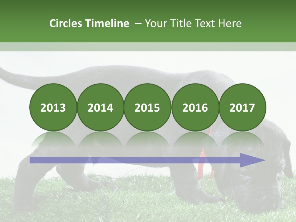 A Black Dog With A Red Collar Is Sniffing The Grass PowerPoint Template