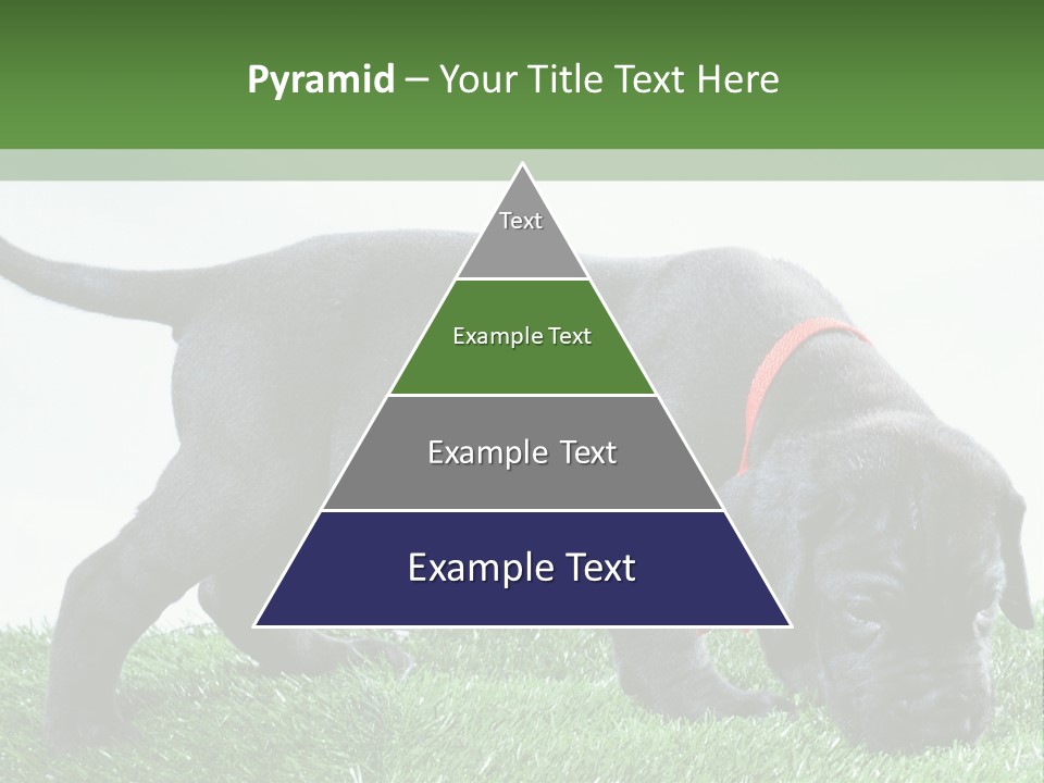 A Black Dog With A Red Collar Is Sniffing The Grass PowerPoint Template