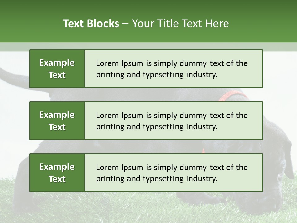 A Black Dog With A Red Collar Is Sniffing The Grass PowerPoint Template