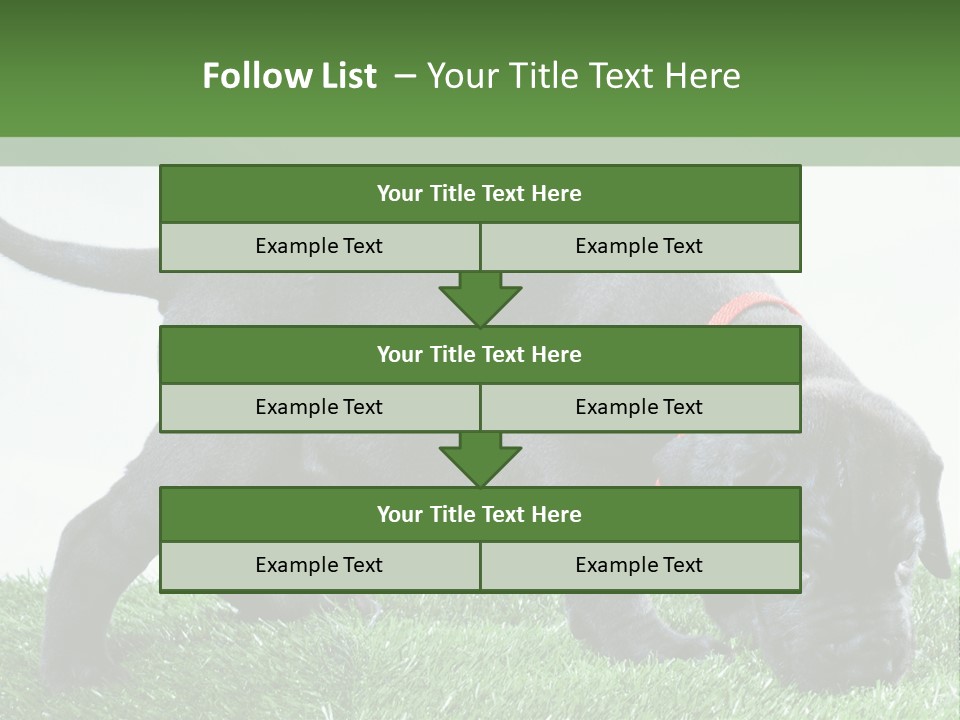 A Black Dog With A Red Collar Is Sniffing The Grass PowerPoint Template