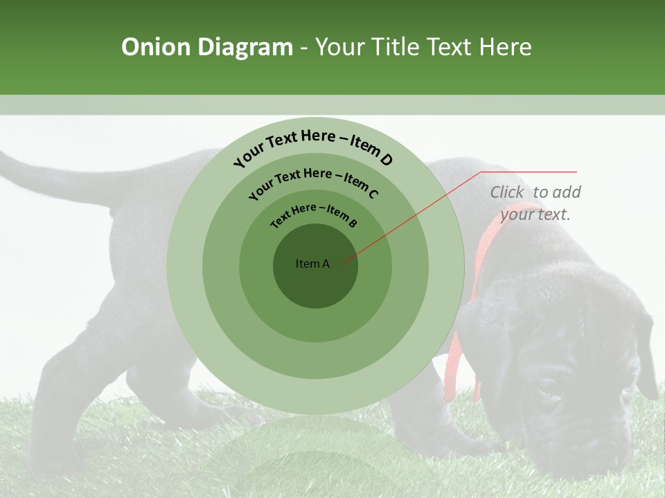 A Black Dog With A Red Collar Is Sniffing The Grass PowerPoint Template