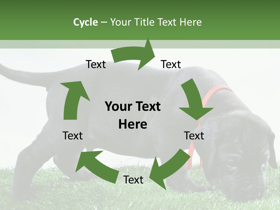A Black Dog With A Red Collar Is Sniffing The Grass PowerPoint Template