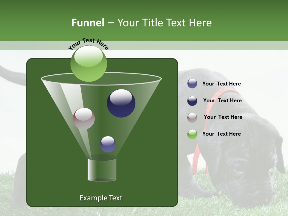 A Black Dog With A Red Collar Is Sniffing The Grass PowerPoint Template