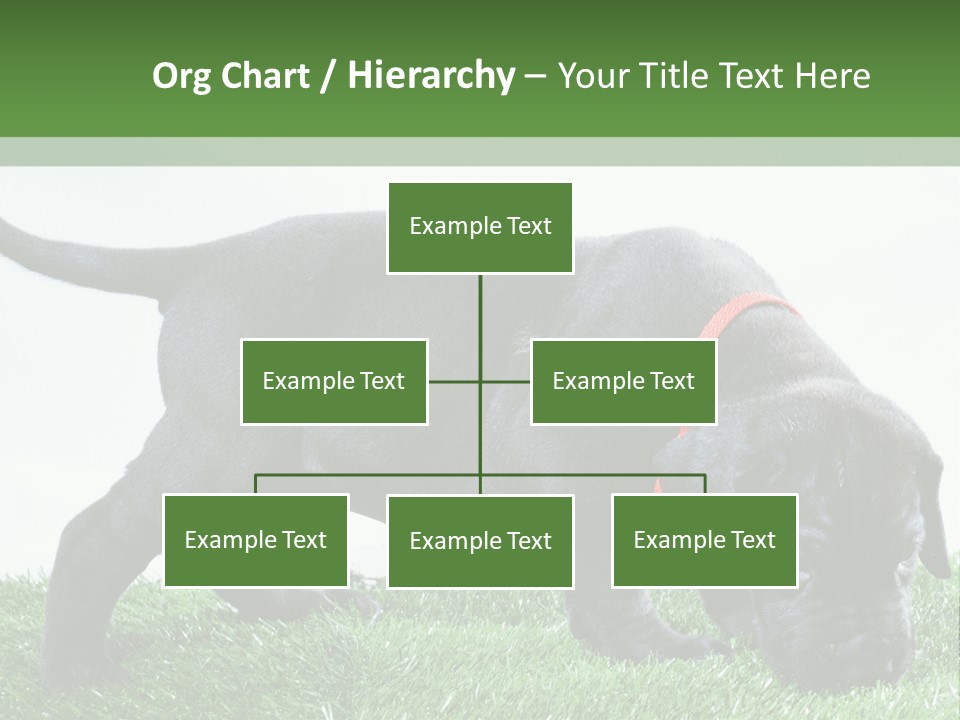 A Black Dog With A Red Collar Is Sniffing The Grass PowerPoint Template
