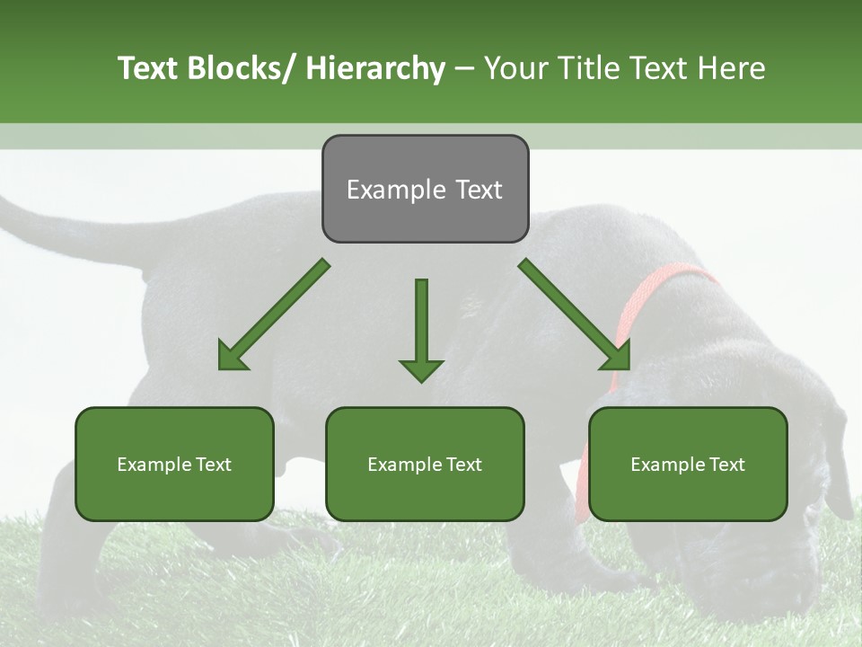 A Black Dog With A Red Collar Is Sniffing The Grass PowerPoint Template