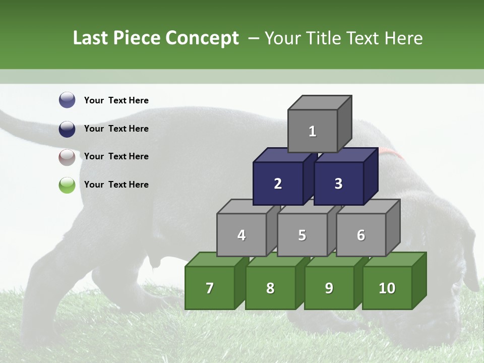 A Black Dog With A Red Collar Is Sniffing The Grass PowerPoint Template