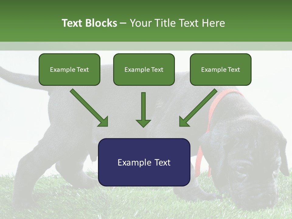 A Black Dog With A Red Collar Is Sniffing The Grass PowerPoint Template