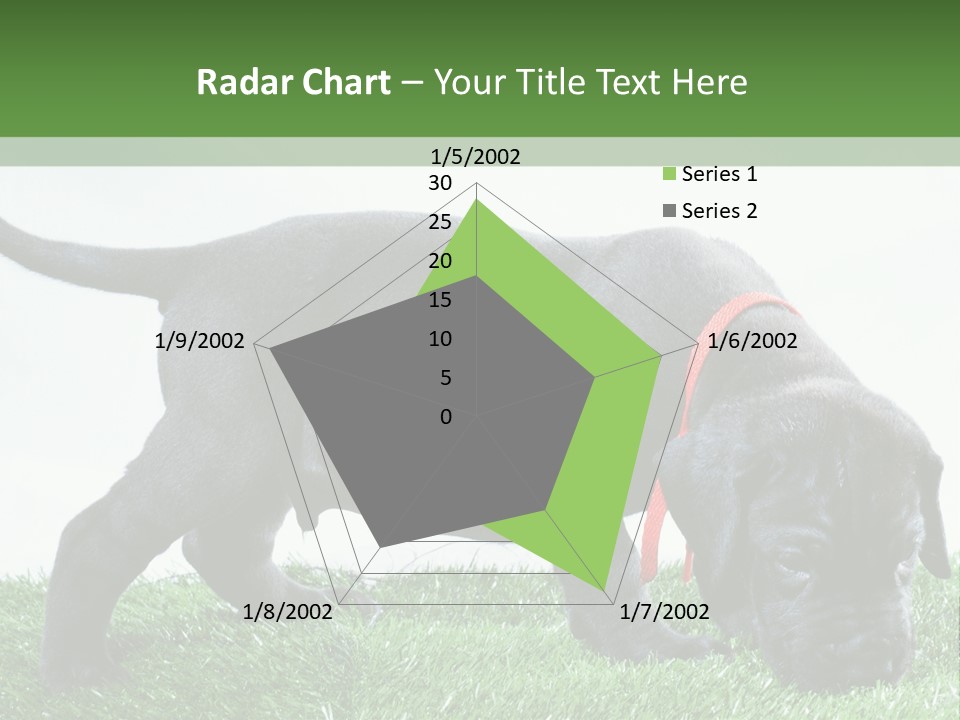 A Black Dog With A Red Collar Is Sniffing The Grass PowerPoint Template