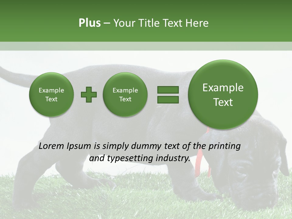 A Black Dog With A Red Collar Is Sniffing The Grass PowerPoint Template