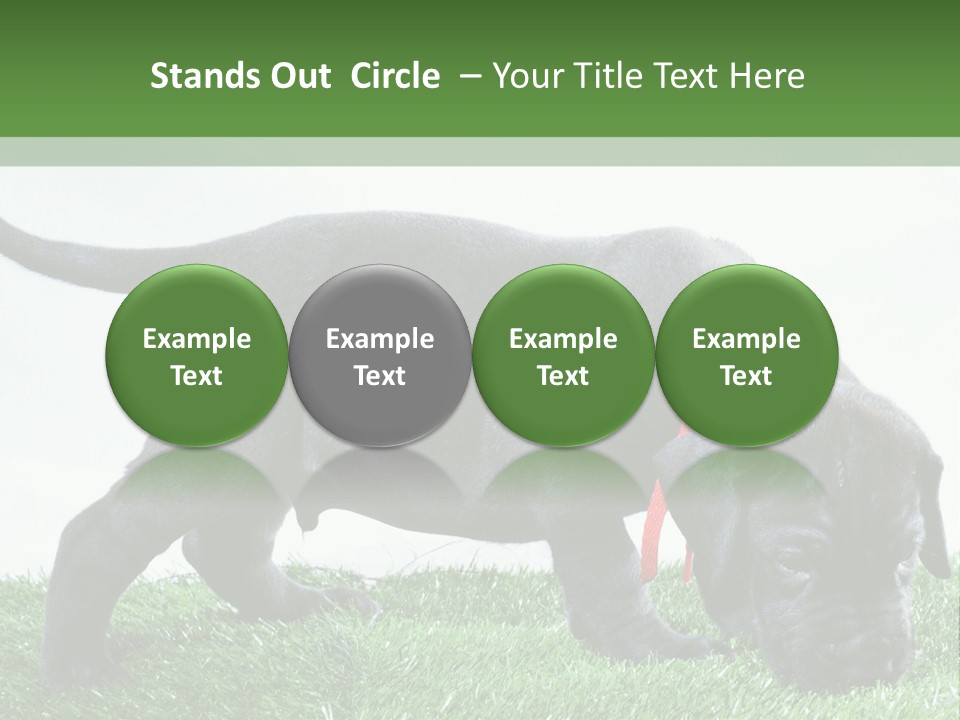 A Black Dog With A Red Collar Is Sniffing The Grass PowerPoint Template