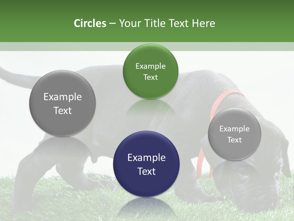 A Black Dog With A Red Collar Is Sniffing The Grass PowerPoint Template