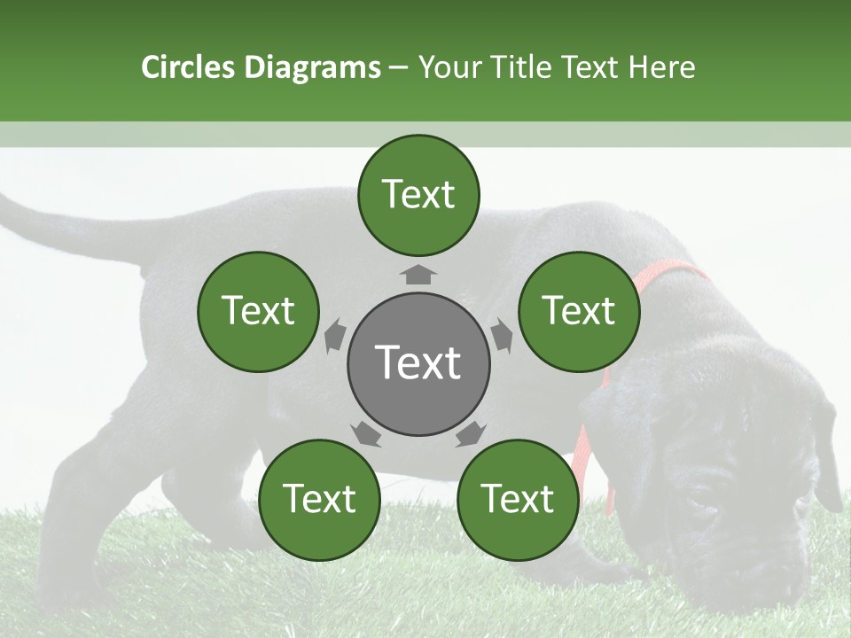 A Black Dog With A Red Collar Is Sniffing The Grass PowerPoint Template