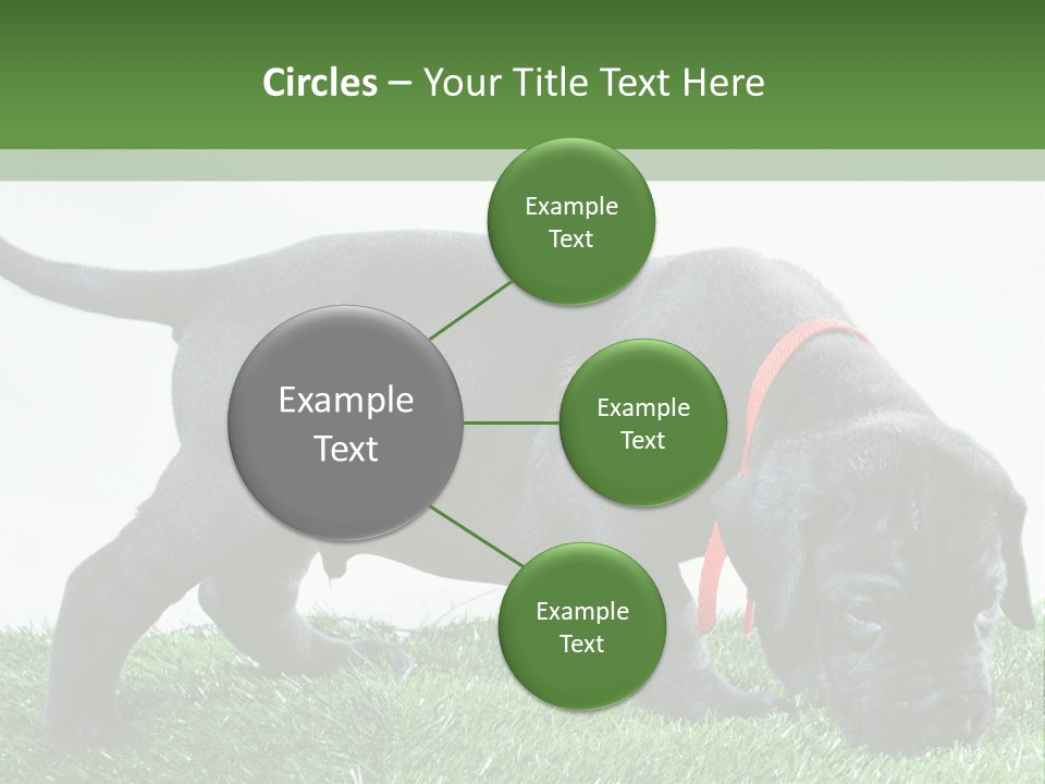 A Black Dog With A Red Collar Is Sniffing The Grass PowerPoint Template