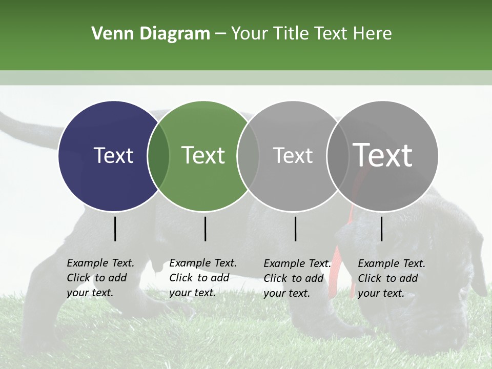 A Black Dog With A Red Collar Is Sniffing The Grass PowerPoint Template