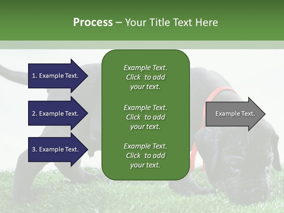 A Black Dog With A Red Collar Is Sniffing The Grass PowerPoint Template