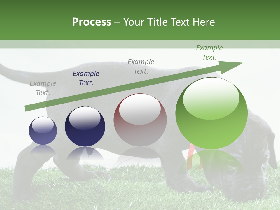 A Black Dog With A Red Collar Is Sniffing The Grass PowerPoint Template