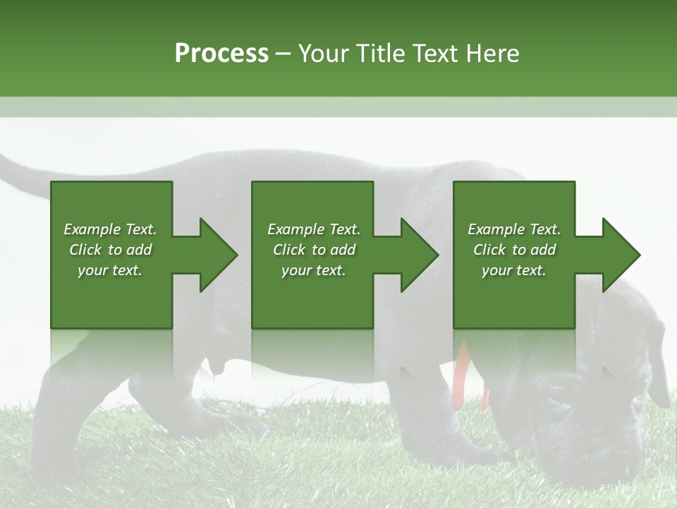 A Black Dog With A Red Collar Is Sniffing The Grass PowerPoint Template