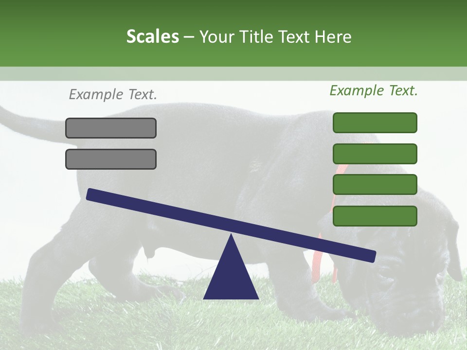 A Black Dog With A Red Collar Is Sniffing The Grass PowerPoint Template