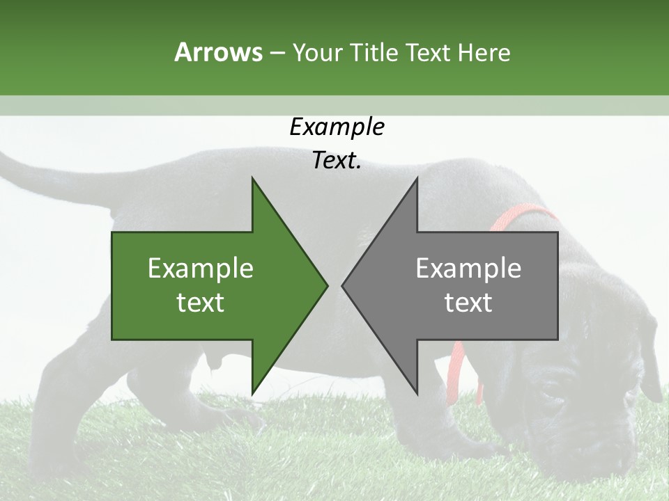 A Black Dog With A Red Collar Is Sniffing The Grass PowerPoint Template