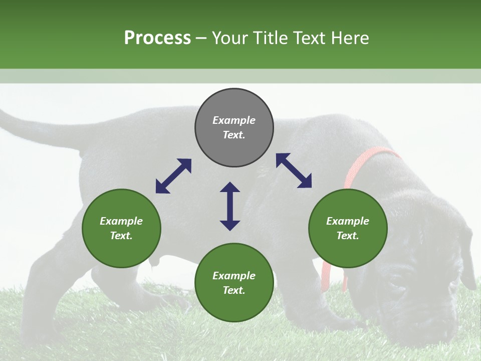 A Black Dog With A Red Collar Is Sniffing The Grass PowerPoint Template