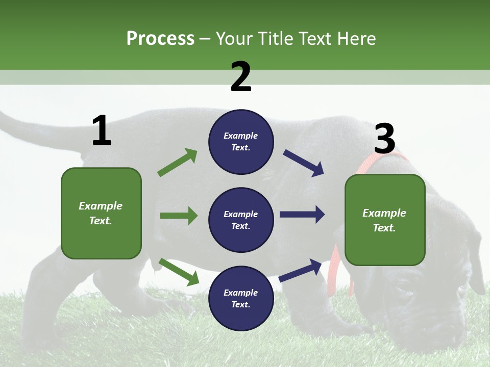 A Black Dog With A Red Collar Is Sniffing The Grass PowerPoint Template