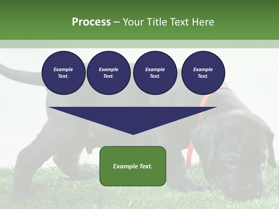 A Black Dog With A Red Collar Is Sniffing The Grass PowerPoint Template