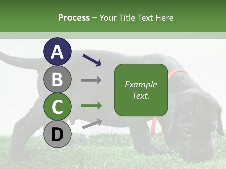 A Black Dog With A Red Collar Is Sniffing The Grass PowerPoint Template