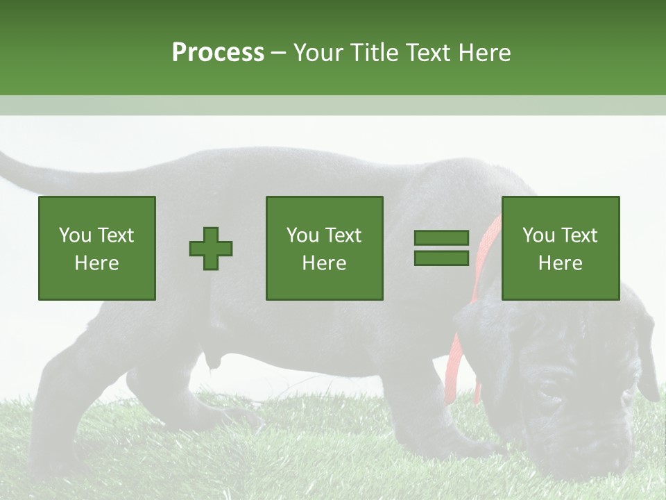 A Black Dog With A Red Collar Is Sniffing The Grass PowerPoint Template