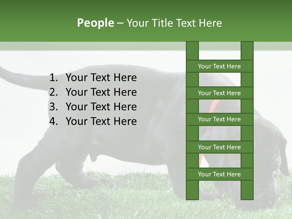 A Black Dog With A Red Collar Is Sniffing The Grass PowerPoint Template